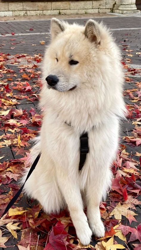 Goberian Dog, Eurasier Puppy, Dog Therian, Eurasier Dog, Security Footage, Sims Pets, Photos Of Dogs, Japanese Dog, Japanese Dogs