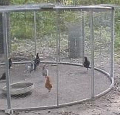 Reuse Trampoline Frame, Old Trampoline Frame Ideas Diy, Trampoline Chicken Run, Trampoline Frame Repurpose, Old Trampoline Frame Ideas, Trampoline Upcycle Ideas, Trampoline Upcycle, Trampoline Chicken Coop, Recycled Trampoline