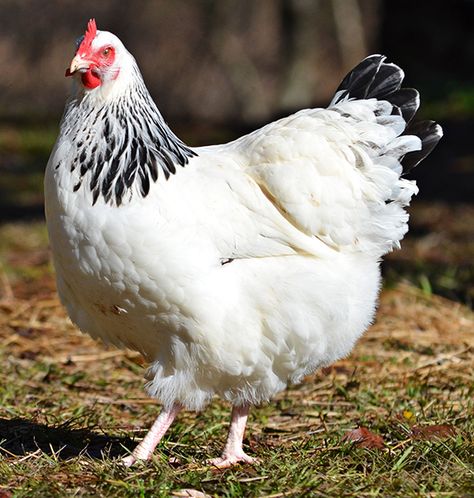 White Leghorn Chicken, Rhode Island Red Hen, Australorp Chicken, Sussex Chicken, Rhode Island Red Chickens, Egg Laying Hens, Laying Chickens Breeds, Best Egg Laying Chickens, Layer Chicken