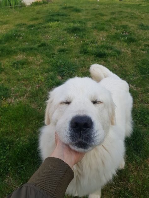 Irish Cream Golden Retriever, Great Pyrenees Aesthetic, Golden Retriever Cream, Golden Pyrenees, Big White Dog, English Creme Golden Retriever, Golden Retriever Pictures, Cream Retriever, White Retriever