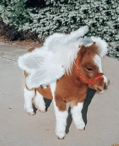 Horse Halloween Costumes, Funny Horse Pictures, Pictures With Horses, Baby Pony, Pony Breeds, Cute Horse Pictures, Cute Ponies, Funny Horses, Cute Small Animals