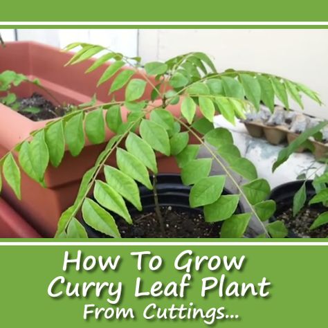 How To Grow Curry Leaf From Cuttings - add this to your herb garden... #gardening #homesteading Container Herbs, Curry Leaves Plant, Tree Propagation, Curry Plant, Mini Farming, Gardening Infographic, Curry Leaf Plant, Homestead Lifestyle, Chapati Recipes