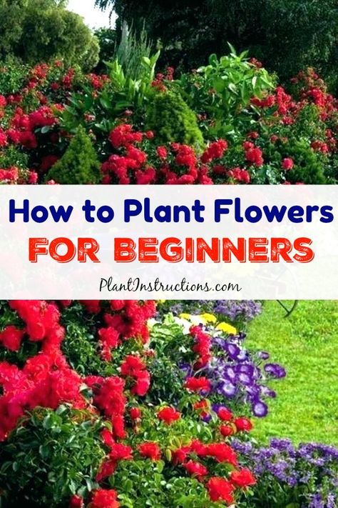 How To Plant Flowers, Flowers For Beginners, Beginners Landscaping, Easy Landscaping, Beautiful Flowers Garden, Landscaping Tips, Tall Plants, Gardening For Beginners, Shade Garden