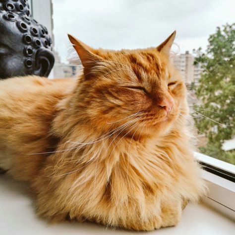 Gorgeous Siberian red cat called Rossi Red Siberian Cat, Cats For Adoption, Cats Family, Hypoallergenic Cats, Cat Orange, Cat Light, Cat Call, Siberian Cat, Cat Cute