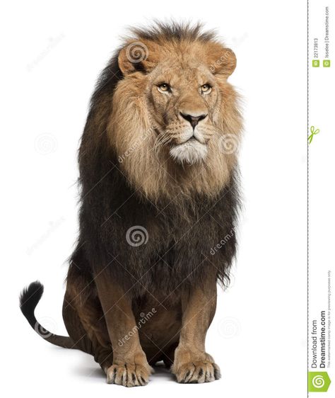 Photo about Lion, Panthera leo, 8 years old, sitting in front of white background. Image of mane, vertical, lion - 22173813 Lion Sitting, Lion Clipart, Panthera Leo, Lion King Art, Friesian Horse, Foose, Lion Tattoo, Animal Wallpaper, Animal Tattoos