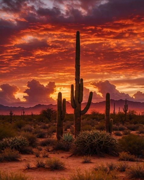 Southwest Desert Aesthetic, Mexico Landscape Photography, Arizona Desert Aesthetic, Sonora Desert, Desert Places, Desert Aesthetic, Arizona Sunset, Arizona Landscape, America The Beautiful