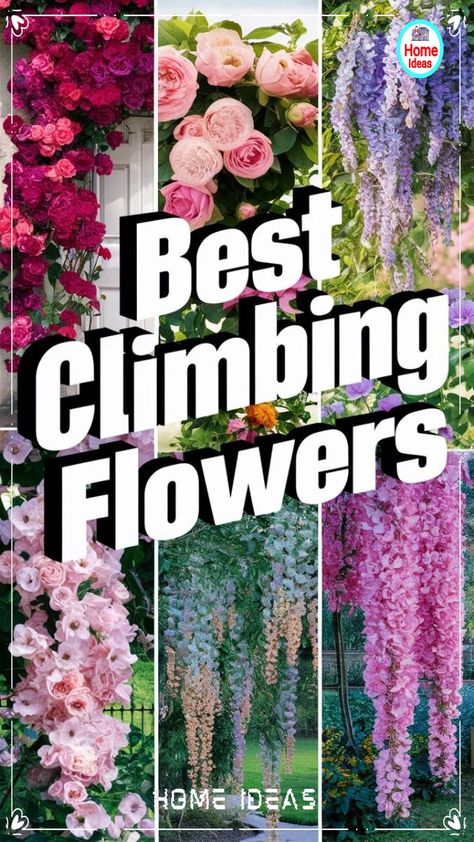 Climbing Garden Ideas, Fragrant Climbing Plants, Clematis Trellis Ideas Landscaping, Garden Arbor Ideas Climbing Flowers, Rose Trellis Ideas Diy Climbing Flowers, Easy Care Garden Ideas, Colorful Plants Outdoor, Best Climbing Flowers For Trellis, Easy Flowers To Grow Outdoors