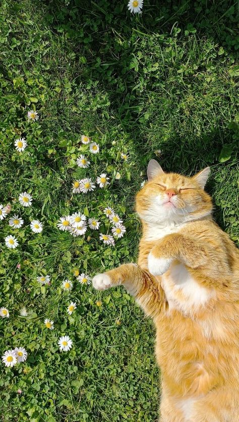 Summer Flowers Aesthetic Wallpaper, Cat In Nature Wallpaper, Happy Wallpaper Iphone Aesthetic, Cute Cats Wallpaper Iphone, Cute Iphone Home Screen Wallpaper, Cat Outside Aesthetic, Cat Flowers Aesthetic, Spring Vibes Aesthetic Wallpaper, Cute Cat Wallpaper Iphone