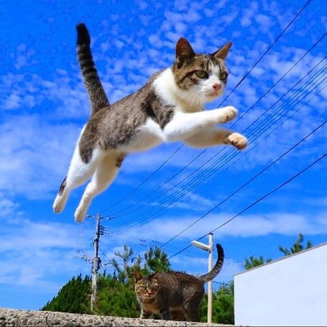 Cat Cpr, Cat Jumping, Jumping Cat, Cat Island, Cat Anatomy, Cat Reference, Cute Little Kittens, Cat Stories, Cat Model