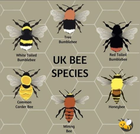 🇬🇧 UK Bee Species Bee Species, Different Types Of Braids, Types Of Braids, Arachnids, Honey Bee, Bumble Bee, Different Types, Insects, Butterflies