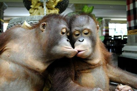 Two Monkeys, Kiss Me, Monkeys, Liquor, Alcoholic Drinks, Kiss, Drinks, For Sale