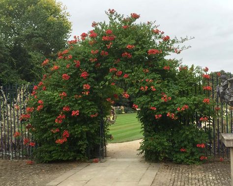 Campsis Radicans, Backyard Storage Sheds, Backyard Storage, Trumpet Vine, Storage Sheds, Tropical Garden, Garden Inspiration, Red Peppercorn, Emerald Green