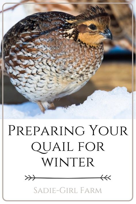 Quale Bird, Winterizing Quail Coop, Quail Shelter, Quail Hideout, Outdoor Quail Enclosure, Winter Quail Coop, Quail Outdoor Habitat, Keeping Quail In Winter, Quail Coop Diy