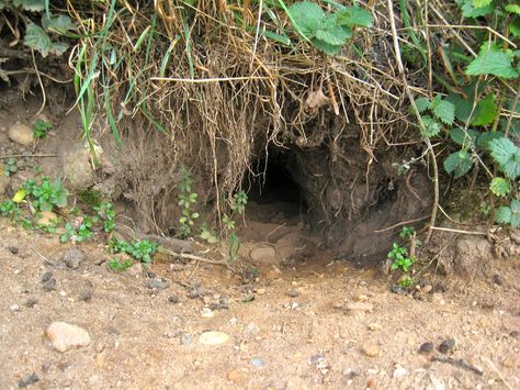 European Rabbit, Rabbit Burrow, Rabbit Species, Rabbit Meat, Wild Bunny, Cat App, Camping With Cats, Small Mammals, Watership Down