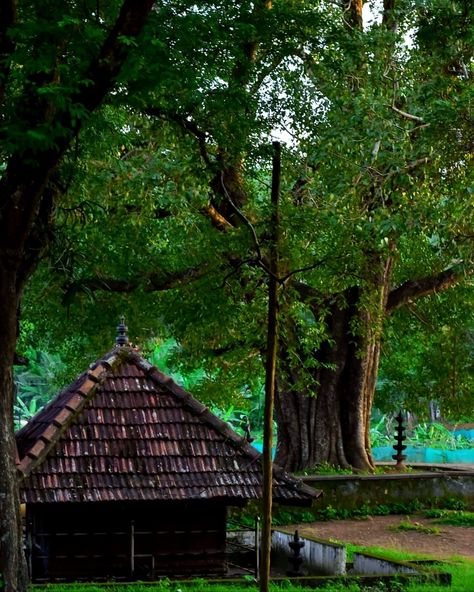 Kerala, temple, South Indian temples, Aesthetic, Indian aesthetic, Greenery, Rain, Tropical Kerala Temple, Kerala Traditional House, Kerala Architecture, Kerala Travel, Dance Picture Poses, Temple Photography, The Mystic, Indian Aesthetic, Dance Pictures