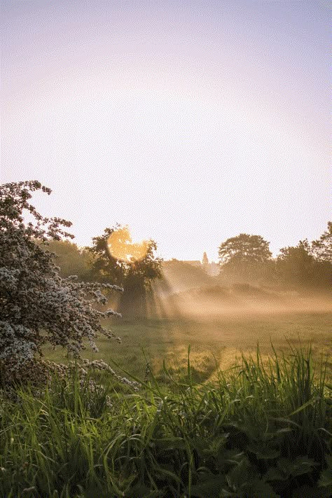 Utopia Dystopia, Foggy Weather, Grass Field, Sunny Weather, Night Aesthetic, Nature Girl, Morning Light, Flowers Nature, Pretty Places