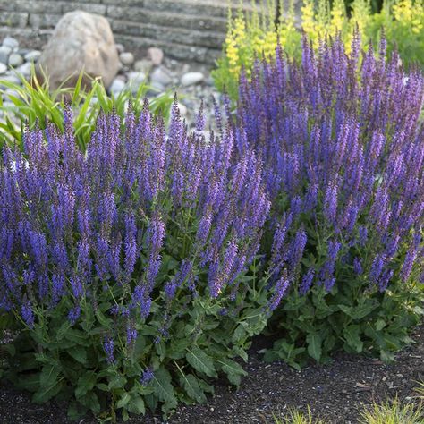 May Night Salvia, Meadow Sage, Long Blooming Perennials, Monrovia Plants, Tattoo Plant, Meadow Garden, Plant Catalogs, Perennial Plants, Outdoor Plants