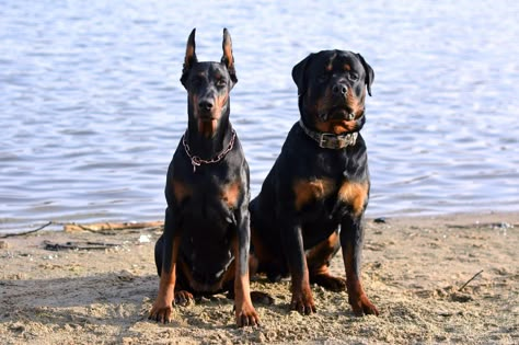 Rottweiler Guard Dog, Guard Dog Aesthetic, Doberman And Rottweiler, Rottweiler And Doberman, Doberman Rottweiler, European Doberman, Doberman Pinscher Puppy, Protective Dogs, Genos Wallpaper