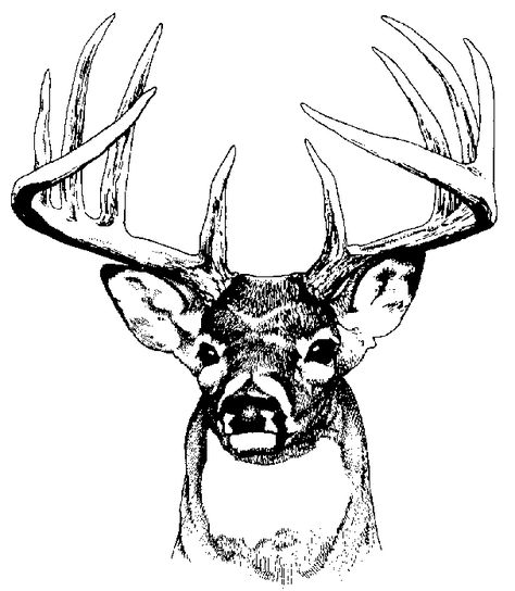 buck deer graphics and comments - ClipArt Best - ClipArt Best Antler Drawing, Buck Tattoo, Deer Head Tattoo, Deer Stencil, Deer Skull Tattoos, Deer Tattoo Designs, Deer Vector, Hunting Tattoos, Deer Drawing