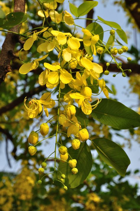 Cassia Fistula - Amaltas Tree Cassia Fistula, Garden Arch Trellis, Summer Gardening, Eye Problems, Buy Plants Online, Acacia Tree, Natural Colon Cleanse, Small Canvas Paintings, Plant Tags