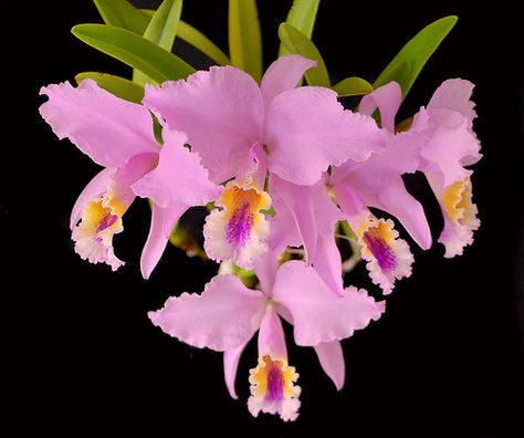 Cattleya mossiae | *Kytta* | Flickr Orchid Cattleya, Venezuela Flag, Orchids Flowers, Types Of Orchids, Cattleya Orchid, National Flower, National Animal, Flowers Petals, National Symbols