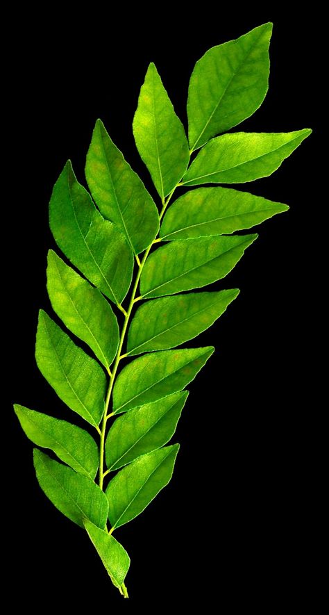 Curry Leaf Plant, Tamarind Tree, Ingredients Photography, Curry Leaf, Soil Conservation, Green Leaf Background, Carbon Sequestration, Tropical Countries, Leaf Photography