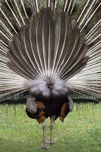 When I saw this peacock, other people there marveled at the front view of its tail, and rated the rear view as ugly. Given favorable lightning, I think that the dark side of peacocks deserves better appreciations ;-) Peacock Photos, Peacock Tail, Cute Small Animals, The Peacock, Small Animals, The Dark Side, Peacocks, Front View, Bird Feathers