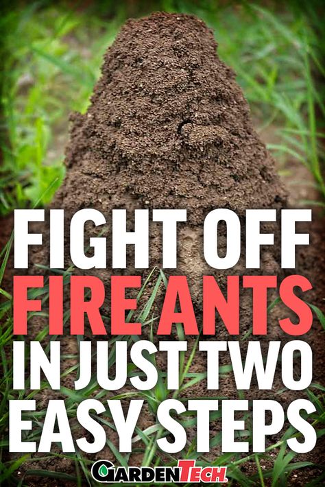 Learn how to identify and treat invading fire ants with the two-step method. Kill Fire Ants In Yard, Get Rid Of Fire Ants In Yard, How To Kill Fire Ants In Yard, How To Get Rid Of Fire Ants In The Yard, Fire Ant Killer Homemade, Killing Ants, Kill Fire Ants, Homemade Ant Killer, Ant Spray