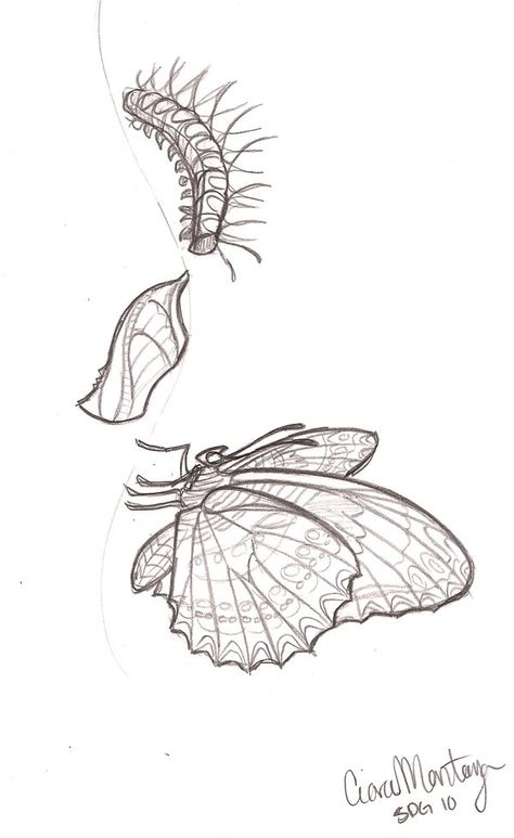 Cycle Tattoo Ideas, Chrysalis Tattoo, Life Cycle Tattoo, Metamorphosis Drawing, Metamorphosis Tattoo, Caterpillar Tattoo, Cycle Tattoo, Metamorphosis Art, Butterfly Metamorphosis