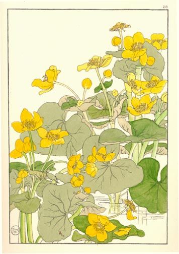 Watercolor by Scottish artist Jeannie Foord, circa 1910 Flower Studies, Carillons Diy, Marsh Marigold, Illustration Botanique, Japanese Painting, Botanical Drawings, Arte Floral, Realistic Drawings, Botanical Illustration