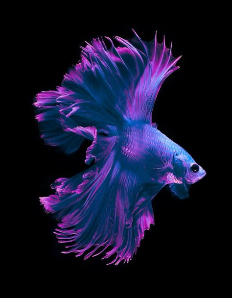 Blue Violet Betta fish Ikan Air Tawar, Betta Fish Types, Pretty Fish, Beta Fish, Cool Fish, Fish Illustration, Beautiful Sea Creatures, Fish Wallpaper, Ocean Fishing