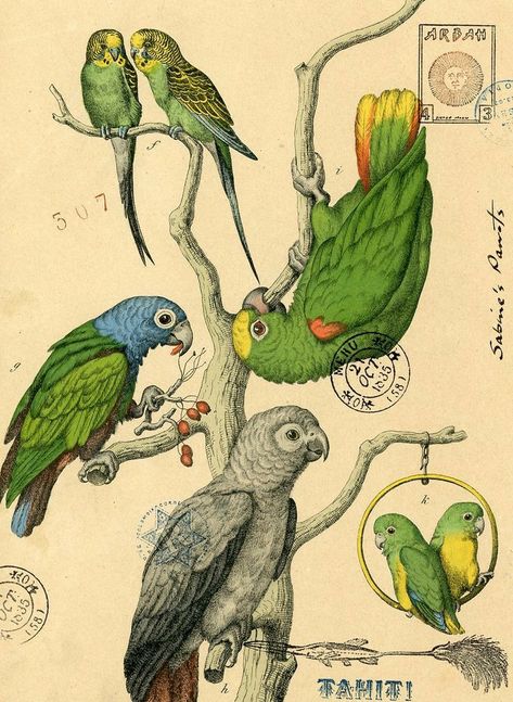 Griffin And Sabine, Nick Bantock, Parrot Illustration, Parrot Art, Parrots Art, Victoria British Columbia, Scientific Illustration, Bird Drawings, Bird Illustration