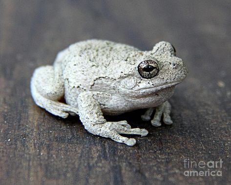 Grey Tree Frog, Gray Tree Frog, Crying Eyes, Gray Tree, Tree Frog, Tree Frogs, Amphibians, Frogs, Design Resources