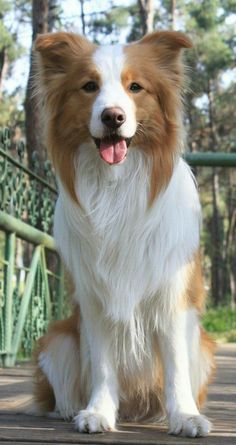 Australian Border Collie, Red Border Collie, Really Cute Puppies, Very Cute Dogs, Herding Dogs, Border Collie Dog, Pretty Dogs, Border Collies, Collie Dog