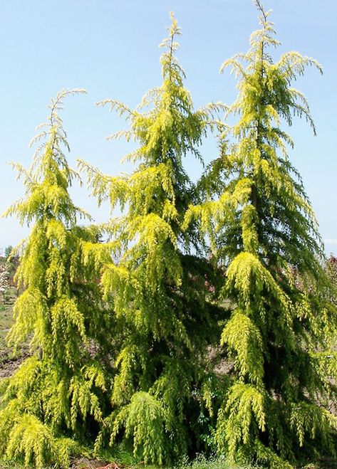 Gold Cone Deodar Cedar Height 25 ft Width 15 ft Backyard Border, Deodar Cedar, Conifer Garden, Colorful Landscaping, Mid Century Landscape, Evergreen Landscape, Sunny Garden, Zen Garden Design, Evergreen Garden