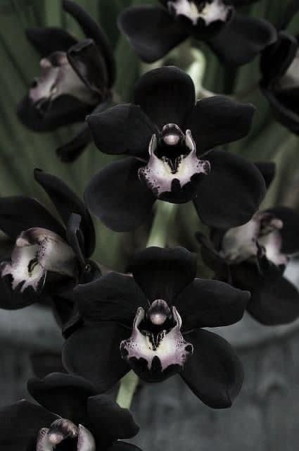 Black Orchid Aesthetic, Black Flowers Aesthetic, Goth Plants, Goth Flowers, Aesthetic Fragrance, Dark Plant, Nature Goth, Dark Plants, Black Plants