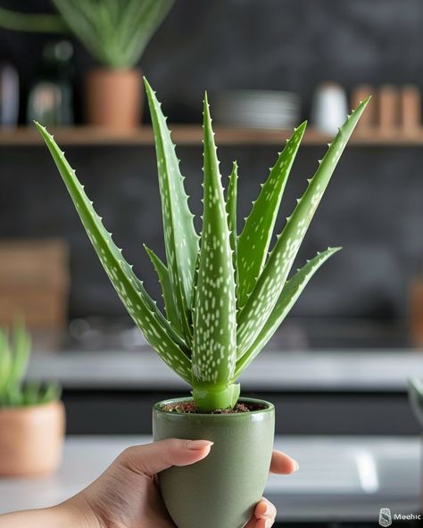 Aloe Vera Plant Indoor, Plant Tips, Plant Ties, Plant Projects, Aloe Plant, Aloe Vera Plant, Flower Display, Succulents Garden, Container Plants