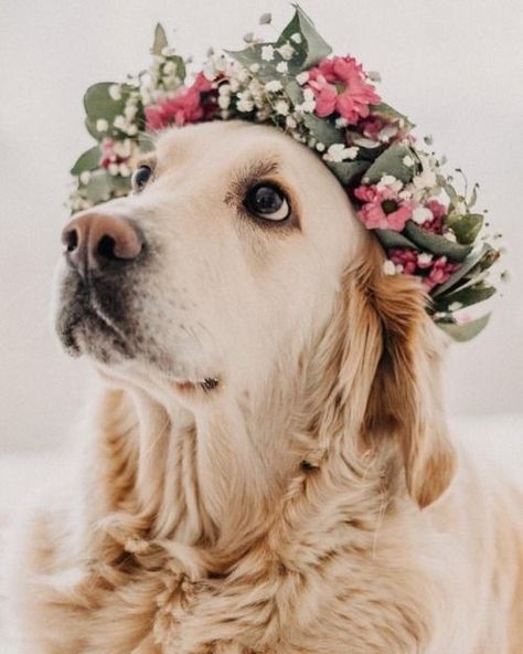 Dog Flower Crown, Dog Family Pictures, Dog With Flowers, Funny Wedding Pictures, Puppy Kisses, Dog Photoshoot, 강아지 그림, Animals Friendship, Really Cute Dogs