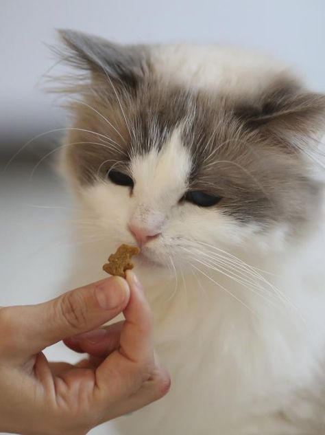 Homemade Grain-Free Cat Treats Diy Cat Treats, Homemade Cat Food, Cat Eating, Cat Nutrition, Cat Snacks, Homemade Cat, Healthy Cat, Cat Treat Recipes, Natural Cat