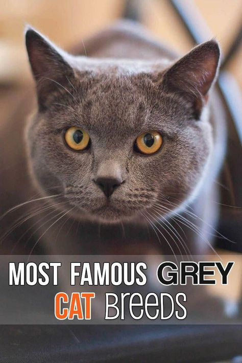 Light Grey Cat, Cutest Cat Breeds, Grey Cat Names, Cats With Blue Eyes, Grey Cat Breeds, Cute Cats And Kittens Funny, Siamese Cats Facts, Tabby Cat Pictures, Cat Website