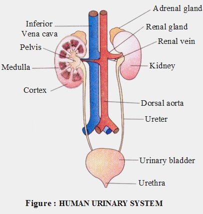 Process of Excretion in Human Body - A Plus Topper  #HumanExcretion Human Urinary System, The Excretory System, Body Systems Worksheets, Biology Diagrams, Excretory System, Chemistry Basics, Urinary System, Biology Classroom, Basic Anatomy And Physiology