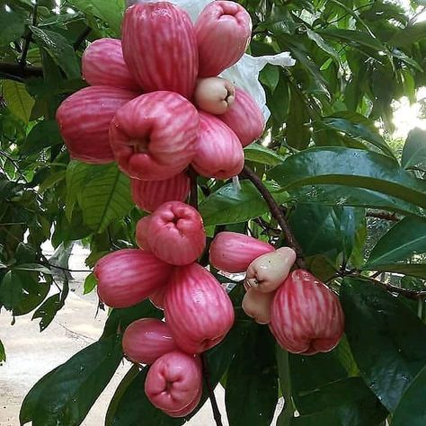 jual bibit buah dan pupuk buah on Instagram: “Pohon jambu jamaika dapat berbuah sepanjang tahun, anehnya pohon jambu jamaika akan terus berbuah jika memang musim hujan sedang…” Northwest Flowers, Ancient Chinese Architecture, Chinese Garden, Garden Show, Chinese Architecture, Wood Planters, Natural Scenery, Hanging Planters, Fruit Trees