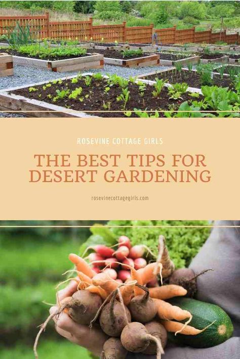 Desert Garden Plants, Homestead In The Desert, Fairy Vegetable Garden, Garden In The Desert, High Desert Homestead, Desert Container Gardening, Desert Vegetable Garden Arizona, Desert Flower Garden, Arizona Vegetable Garden