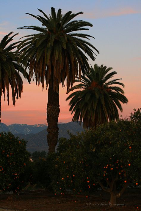 Orange Groves, Redlands California, California Palm Trees, Miss California, Orange Grove, Riverside California, California Summer, Social Art, California Love