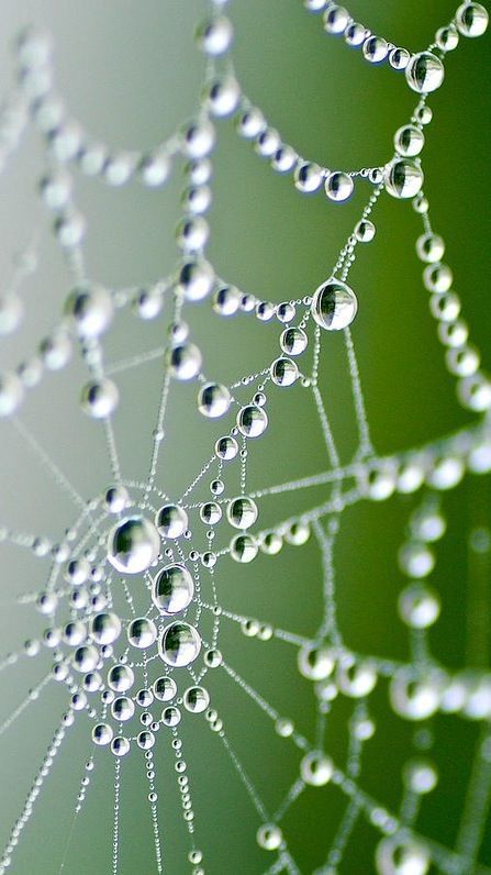 Morning dew on a spider web. - Macro photography. STEP RIGHT INTO MY LOVING PARLOUR said the spider to the fly, for mine is a magic diamond web, you can never escape me! some words my own, the actual fable written by Mary Howitt, English Poet, 1700s!