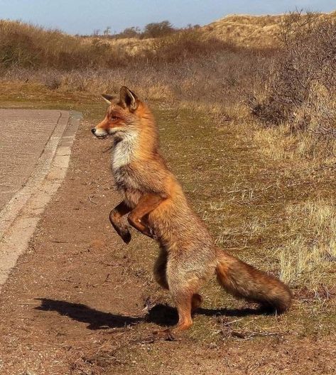 Captain Fordo, Animal Poses, Maned Wolf, Pet Nutrition, Cake Dress, Animal Study, Dress Open Back, Pretty Animals, My Pet