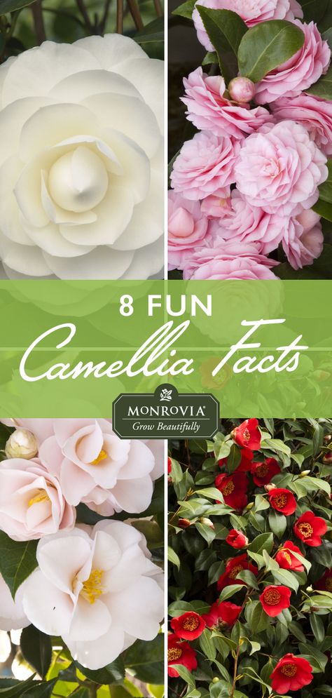 Camellia season is finally here, and we're celebrating with these fun facts! Camellia Japonica Tree, Camelia Varieties, Camilla Flower, Shi Shi Camellia, Camellia Tree, Camellia Plant, Plant Zones, Camellia Flower, Planting Shrubs