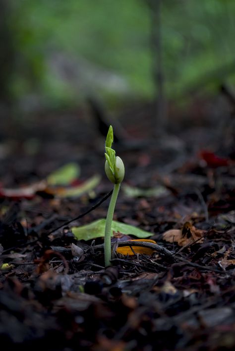 Kerala Pictures, Foto Macro, Plant Photography, Forest Photography, Stunning Photography, Top Of The World, Life Photography, Image Hd, Nature Wallpaper