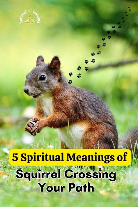 5 Spiritual Meanings of Squirrel Crossing Your Path Squirrel Spiritual Meaning, Squirrel Symbolism, Psychic Development Exercises, Spiritual Science, Animal Meanings, Black Squirrel, Nature Magic, Ground Squirrel, Healing Spirituality