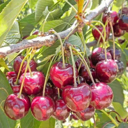 How to Plant, Grow, and Care for ‘Bing’ Cherry Trees Cherry Blossoms Tattoos, Tattoo Cherry Blossom, Blossoms Tattoo, Growing Cherry Trees, How To Grow Cherries, Cherry Brown Hair, Cherry Blossom Tattoos, Tattoo Cherry, Cherry Seeds